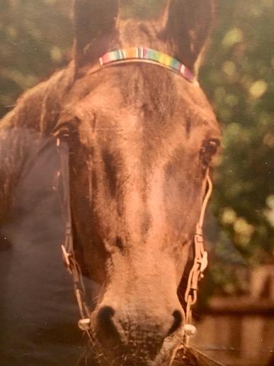 Colour Portrait Photograph of ' Mick ' a Horse of the S.Lancs Regt.